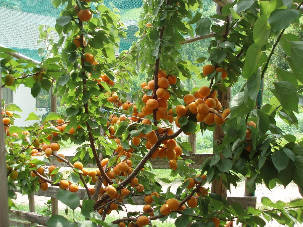 Tinnerhof Appiano Sulla Strada Del Vino Εξωτερικό φωτογραφία