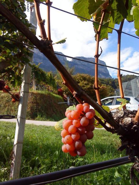 Tinnerhof Appiano Sulla Strada Del Vino Εξωτερικό φωτογραφία